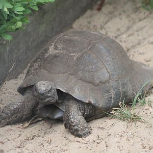 European tortoise