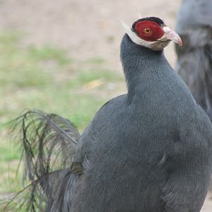Blue eared pheasant