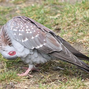 Speckled pigeon