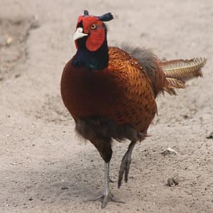 Ring-necked pheasant