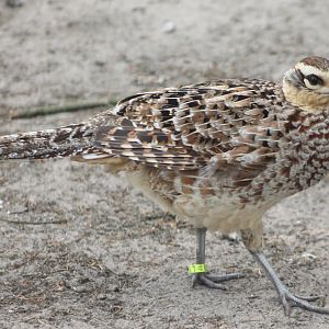 Reeve's pheasant - hen