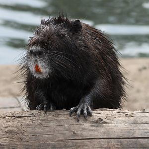 Coypu