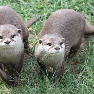 Asian small-clawed otters