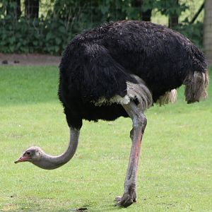 Ostrich