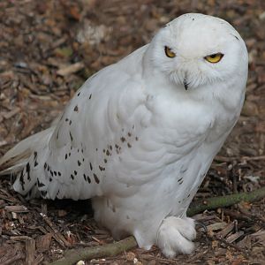 Snowy owl
