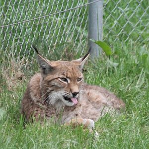 European lynx