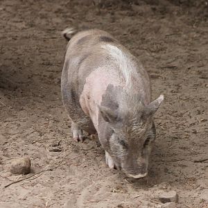 Pot-bellied piglet