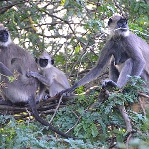 Grey langurs