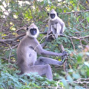 Grey langurs