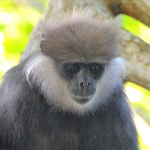 Purple-faced leaf monkey
