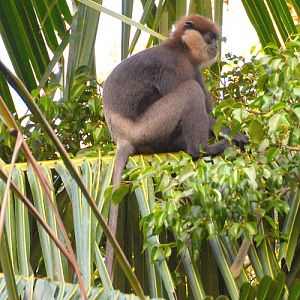 Purple-faced leaf monkey