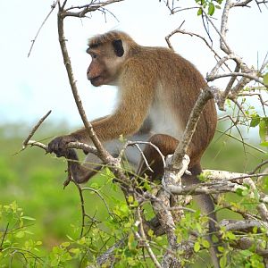 Toque macaque