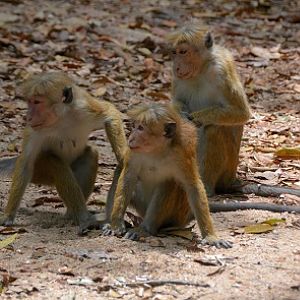 Toque macaques