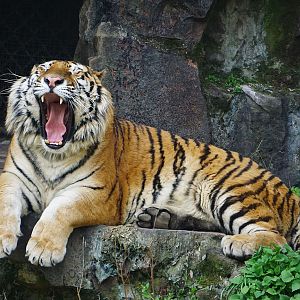 Amur tiger