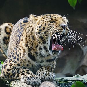 North china leopard