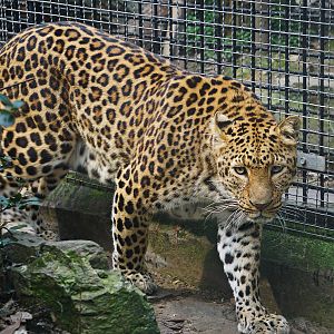 North china leopard
