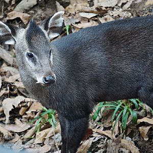 Tufted deer