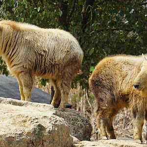 Golden takin