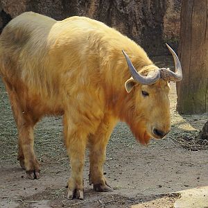 Golden takin