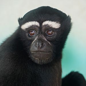 Hoolock gibbon