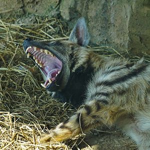 Striped hyena
