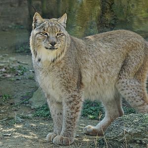 Eurasian lynx