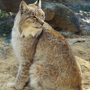 Eurasian lynx