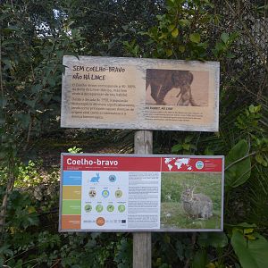 Informational signage for Iberian Rabbit (Oryctolagus cuniculus algirus) exhibit within the "Tapada do Lince-ibérico" complex