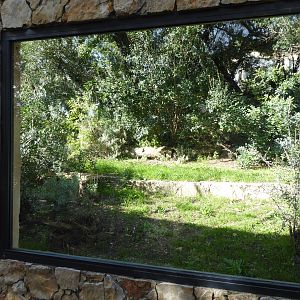 Third viewing window into the exhibit for Iberian Lynx (Lynx pardinus) within the "Tapada do Lince-ibérico" complex