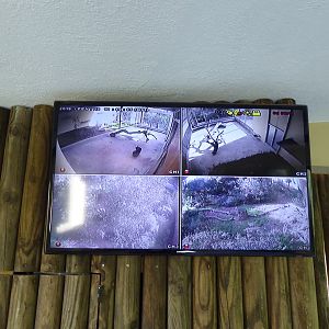 CCTV video feed into offshow dens and upper reaches of enclosure for  Iberian Lynx (Lynx pardinus) within the "Tapada do Lince-ibérico" complex