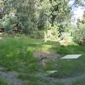 Fourth viewing window into the exhibit for Iberian Lynx (Lynx pardinus) within the "Tapada do Lince-ibérico" complex