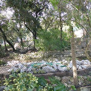 Exhibit for Iberian Rabbit (Oryctolagus cuniculus algirus) within the "Tapada do Lince-ibérico" complex