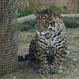 Jaguar