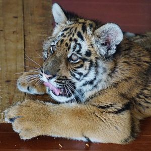 South china tiger cub