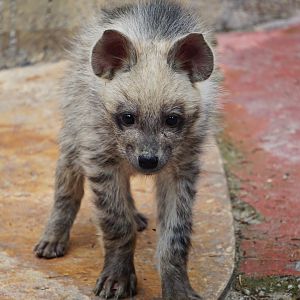 Striped hyena cub