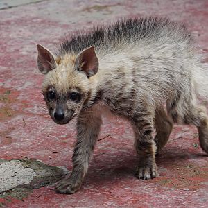 Striped hyena cub
