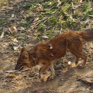 Dhole