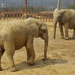 African bush elephant