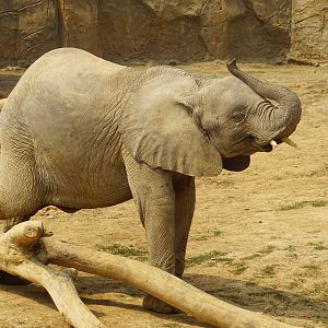 African bush elephant