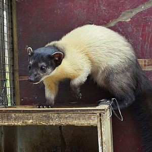 Yellow-throated marten