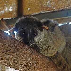 Small-toothed palm civet