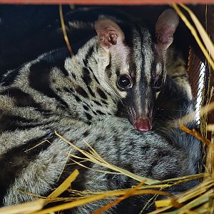 Owston's palm civet