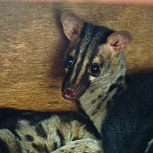 Owston's palm civet
