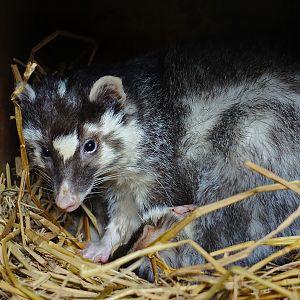 Chinese ferret-badger