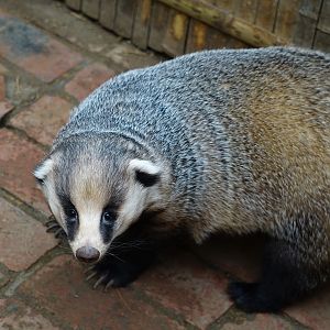 Asian badger