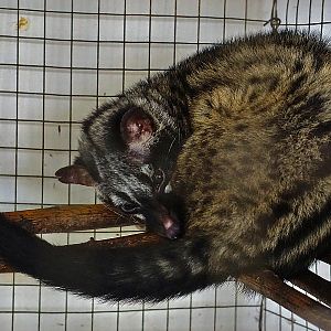 Asian palm civet