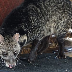 Large Indian civet