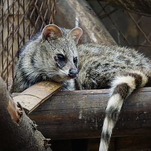 Small Indian civet