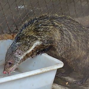 Crab-eating mongoose