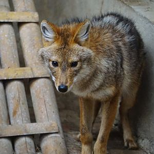 Golden jackal